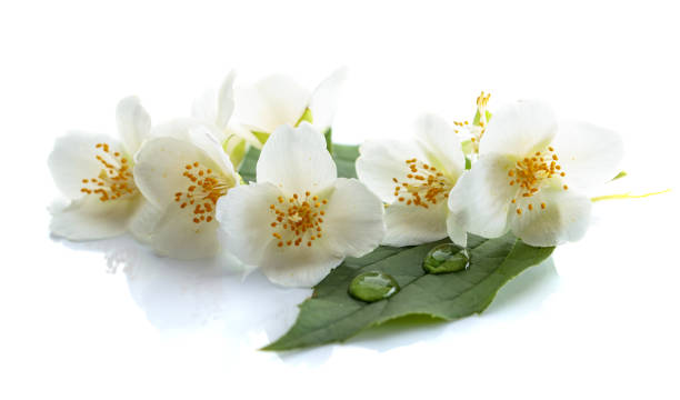 istock Branch of blooming jasmine on white background. 991083752