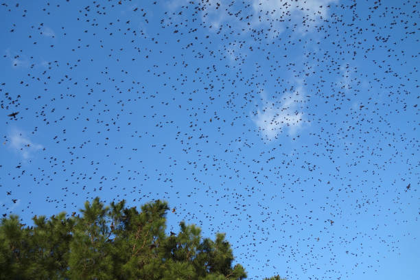 istock flock of birds flying 991084062