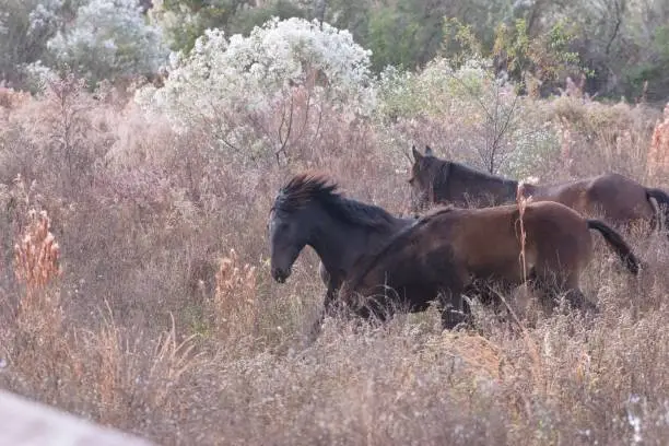 Wild horses running through the Payne’s Prarie area in central Florida.