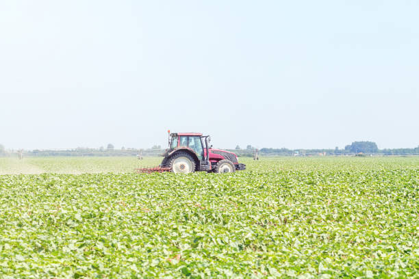 istock Tractor in the green field. Agriculture machine. 991085616