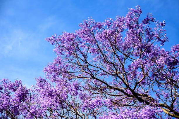 istock Jacaranda tree with purple flowers against blue sky 991085774