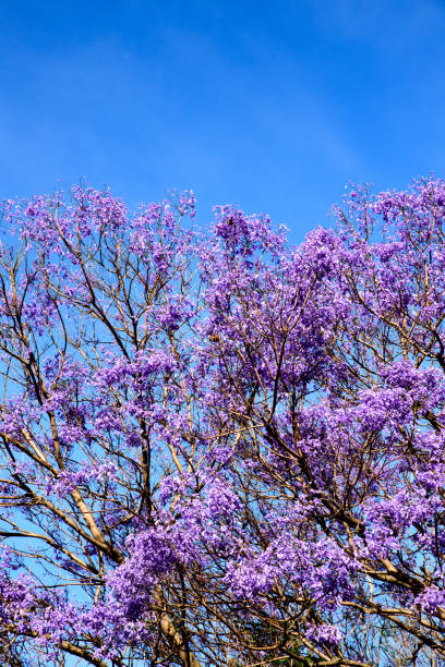 istock Jacaranda tree with purple flowers against blue sky 991085968