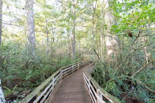 This is an early morning picture of a wooden walkway through a south Florida swamp.