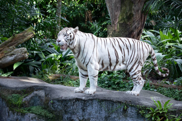 istock Portrait of a white / bleached tiger. 991095142