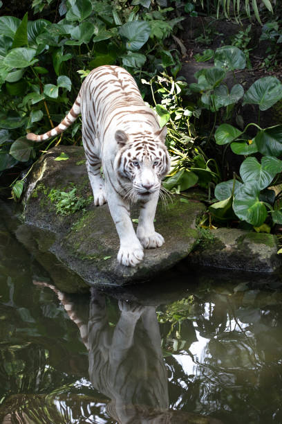 istock Portrait of a white / bleached tiger. 991095416