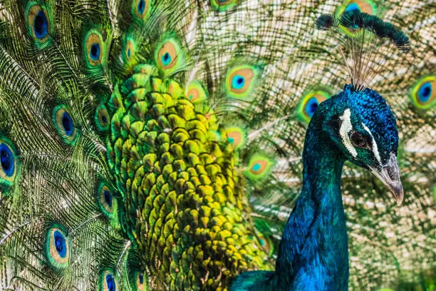 Vibrant peacock with his feathers as a stunning back drop