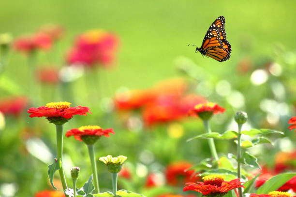 istock Monarch Butterfly in the Garden 991100060