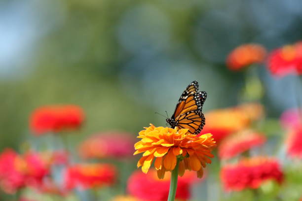 istock Monarch Butterfly in the Garden 991100402