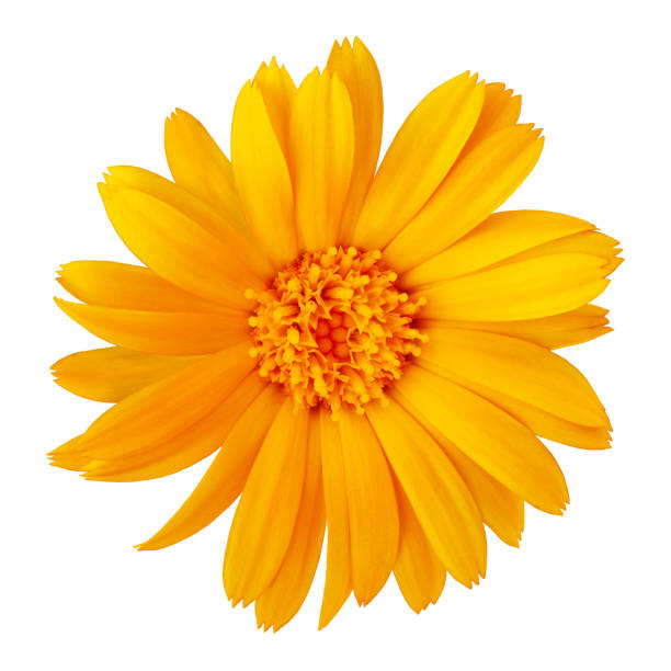 istock flower orange calendula, isolated on a white  background. Close-up. Element of design. 991101882