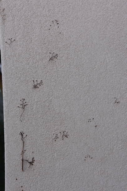 istock Background of a climbing plant 991101962