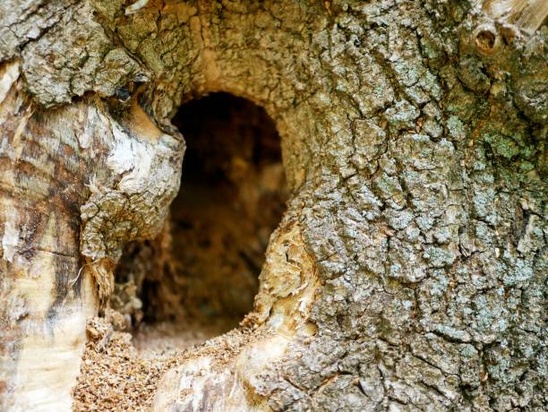 tekstura kory starego drzewa z otworem w postaci pustego - tree hole bark brown zdjęcia i obrazy z banku zdjęć