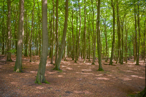 istock Beech forest in the Jasmund National Park near Sassnitz 991109704