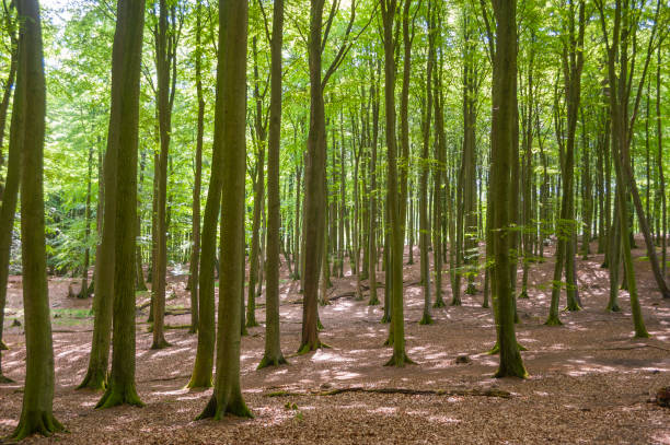 Beech forest in the Jasmund National Park near Sassnitz