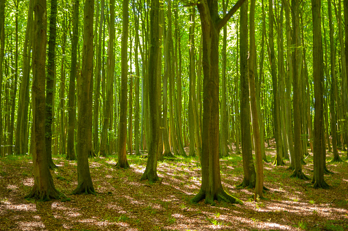 Beech forest in the Jasmund National Park near Sassnitz