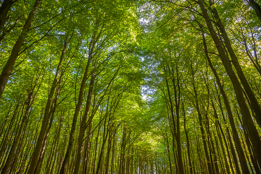 Beech forest in the Jasmund National Park near Sassnitz