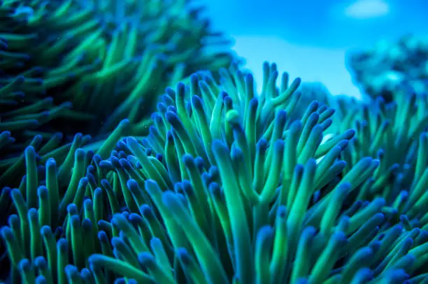 An anemone at a reef in the Great Barrier Reef. Showing beautiful textures!