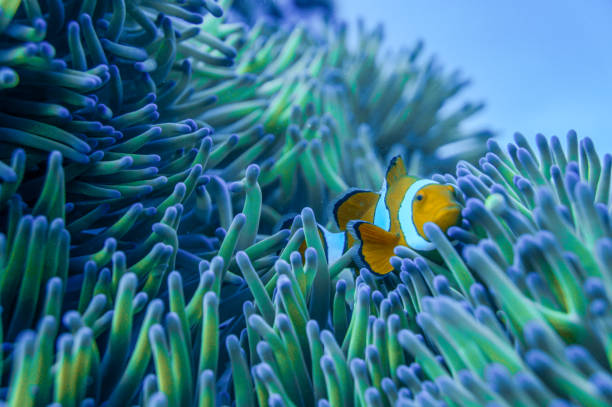 Clowning Around A clown fish playing in the anemone at a reef in the Great Barrier Reef coral sea photos stock pictures, royalty-free photos & images