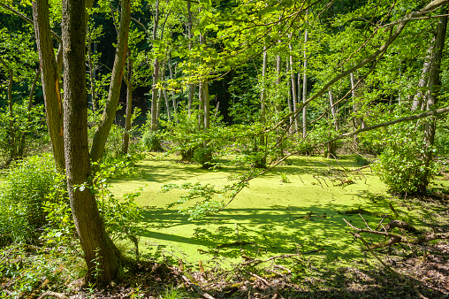 Moor in the beech forest of the Jasmund National Park near Sassnitz