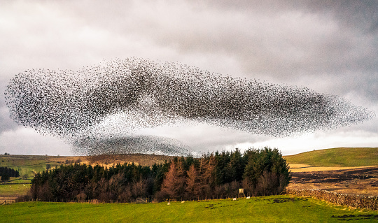 A very large flock of starlings (known as a murmuration) flying together at dusk over a small area of woodland in England, during winter.