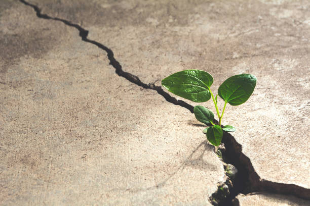 istock Green young plant growing on the cement floor. 991113844