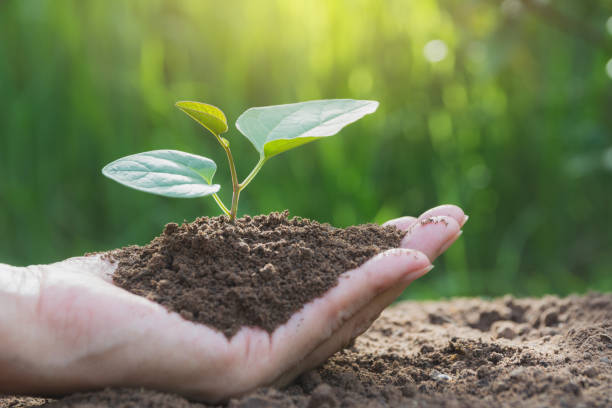 istock Human hands holding green small plant life concept. Ecology concept. 991114196