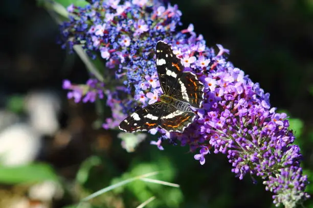 Photo of Black admiral butterfly on buddleia.
