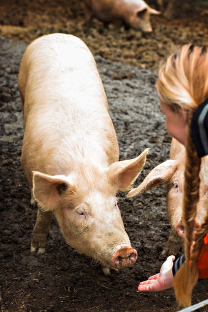 istock Pigs on the farm. 991119110