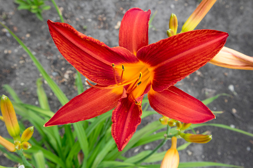 Red Day Lily 'Red Magic' flower on a summer day.