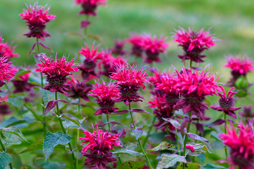 Bee Balm in Bloom.