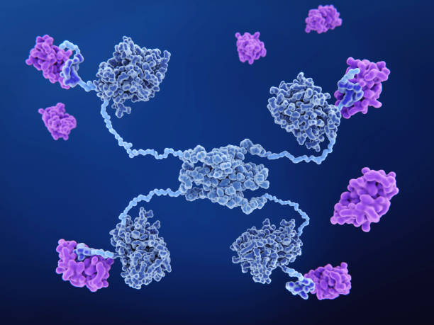 istock MDM2 proteins bingding to a p53 tumor suppressor protein and inactivating it. 991120826