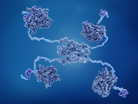 Structure: 4 DNA binding domains (dark blue), 4 transactivation domains (bluish violet), flexible arms (light blue), tetramerization domain (center).