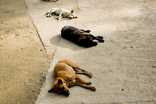 Dogs stay on the street to cool off during the day. brown, animal, portrait