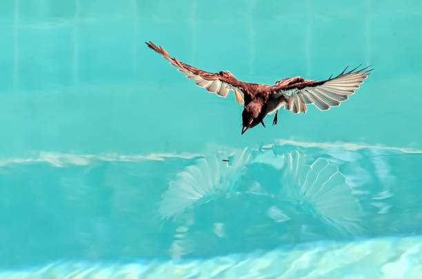 Bird in flight looks at its reflection on the surface of calm swimming pool water.