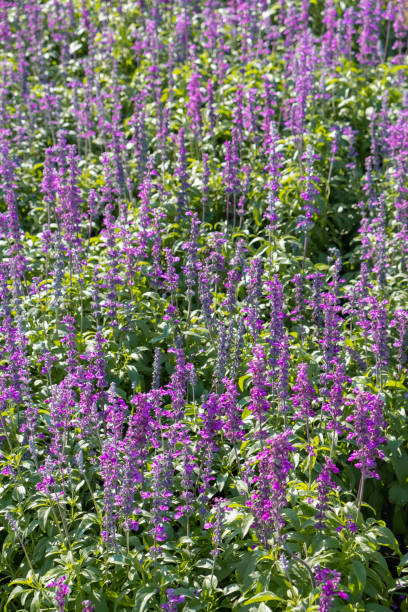 istock closeup beautiful fernleaf lavender flower 991125082