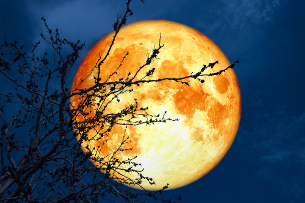 istock full blood moon near earth on night sky back silhouette dry branch tree 991129836
