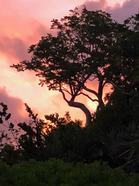 тропический восход солнца с силуэтом дерева - jori стоковые фото и изображения