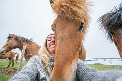 Blond hair girl in Iceland taking selfie portrait with Icelandic horse in green meadow. Shot in Springtime, overcast sky, woman wearing Icelandic grey wool pullover.
People travel animal affection concept