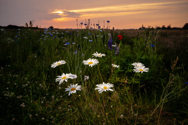 istock White large wild daisies in a meadow in the sunlight 991139142