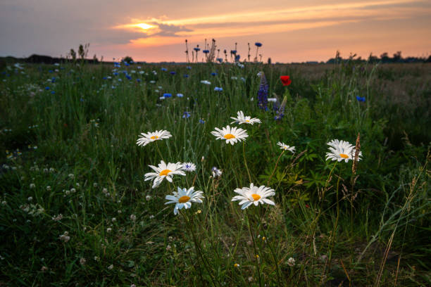 istock White large wild daisies in a meadow in the sunlight 991139158