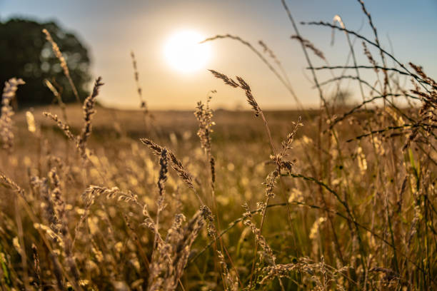 istock Late summer sunset over a corn/wheat field 991141272