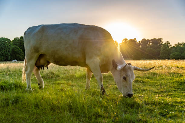 istock Rare breed - White Park cattle in Wales 991142786