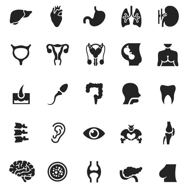 Human organs icon set Human organs icon set human fertility stock illustrations