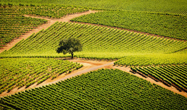 sonoma valley california vineyard and winery - vineyard in a row crop california foto e immagini stock