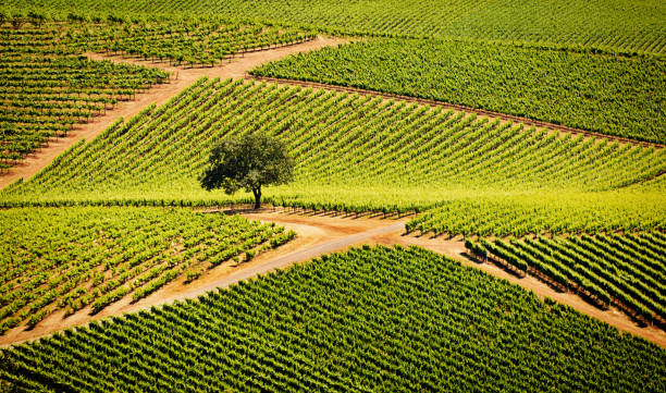 カリフォルニア ソノマ ・ バレーのブドウ畑とワイナリー - vineyard in a row crop california ストックフォトと画像