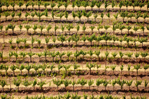 Rows of grape vines in a vineyard on a sunny day.