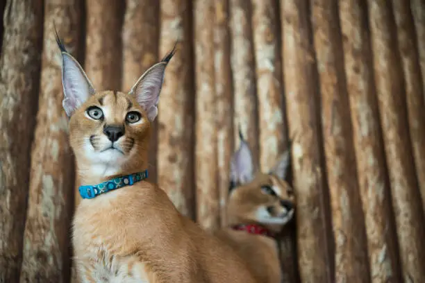 Selective focus of caracal cat with wooden background