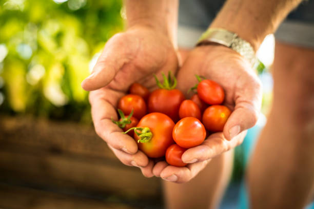 istock Urban Gardening | Tomatenernte 991151094