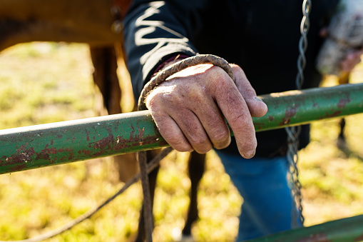 Close up ranchers hand on a gate holding a rein