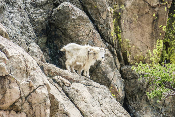 istock Mountain Goat into the Wild 991156184