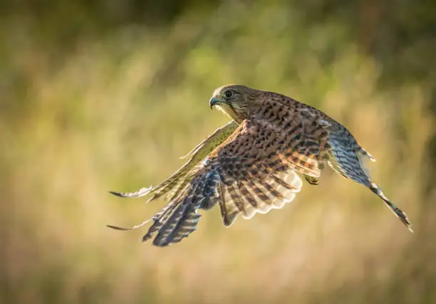 Kestrel in flight over field